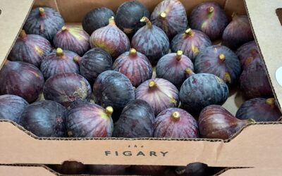 FrenchMarketNews14Feb2025-Happy Valentine’s Day-Heart shaped choc or raspberry cake-Rose Champagne-French Market Recipe 2025 07 Quiche volaille truffe