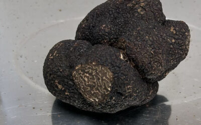French Market News 26Jun2025-NATO-Cables-Mens Fashion-Melted cheese dish-Fresh black truffles-Saffron-Veal Stock-Market Recipe 2025 25 Soupe poisson